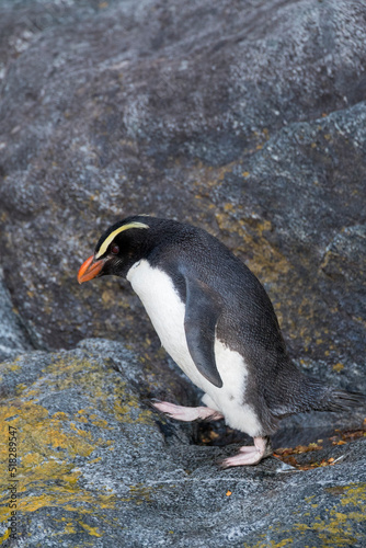 Fiordland Penguin, Eudyptes pachyrynchus