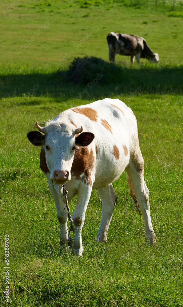 Cows in the greenhouse, grazing and feeding.