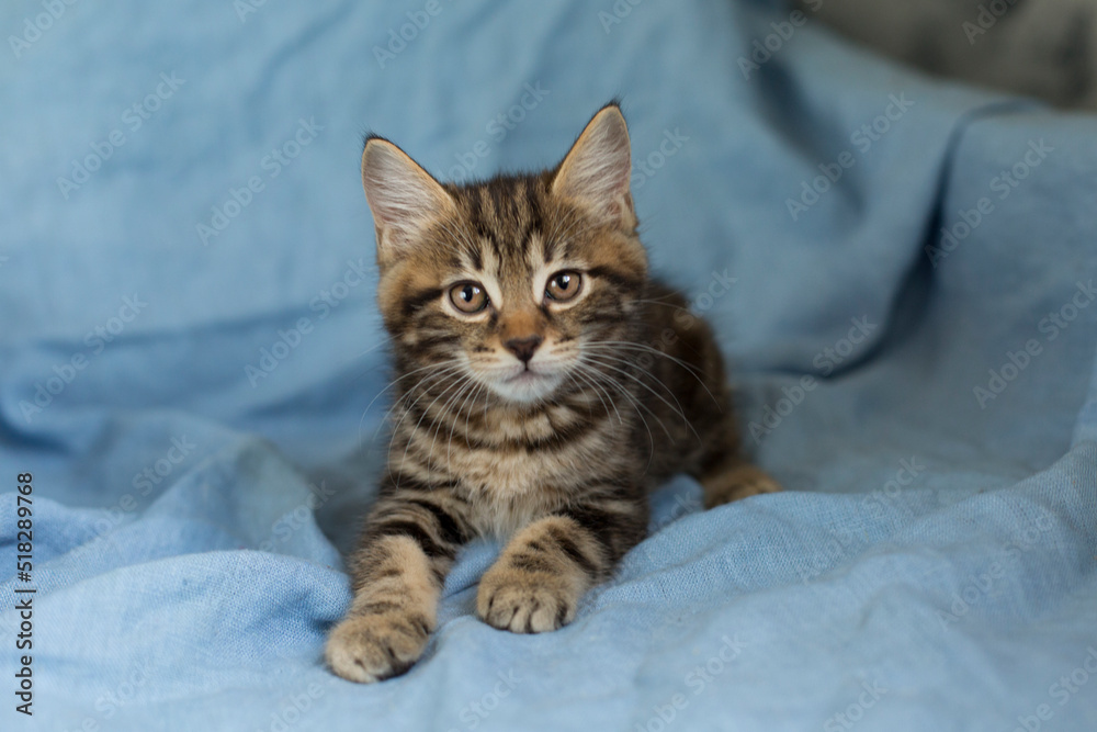 Portrait, grey kitten, cute domestic pet, on blue background.