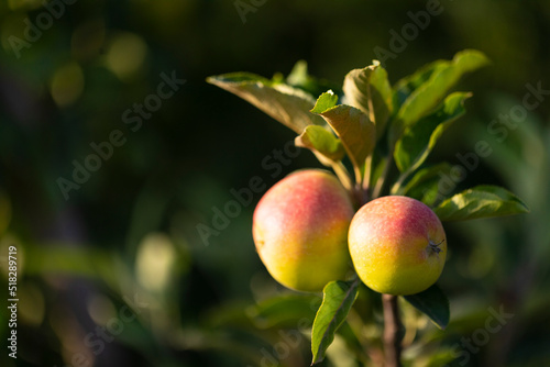 Manzanas en un manzano al atardecer