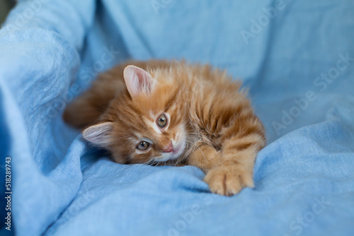 Portrait, red-haired, ginger kitten, cute domestic pet, home background
