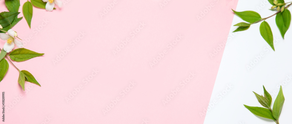 Fototapeta premium Jasmine flowers on pink background.