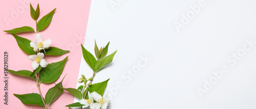 Jasmine flowers on pink background. photo