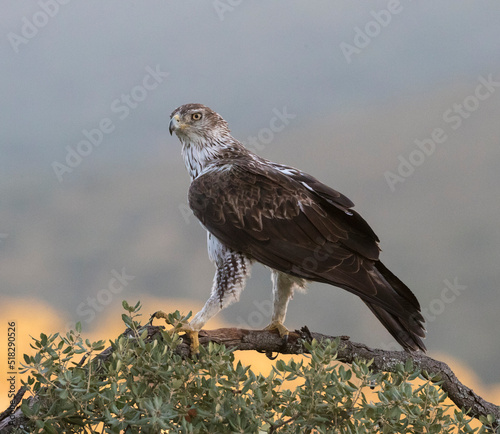 Bonelli's Eagle, Aquila fasciata