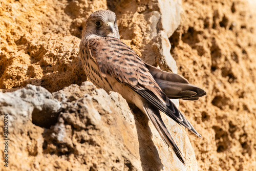 Kleine Torenvalk, Lesser Kestrel, Falco naumanni