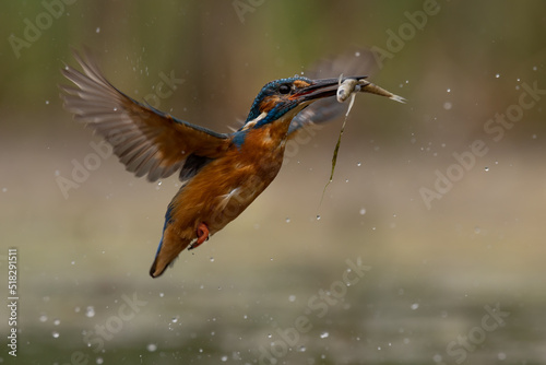 Male Common Kingfisher flying back to perch with fish in beak. 