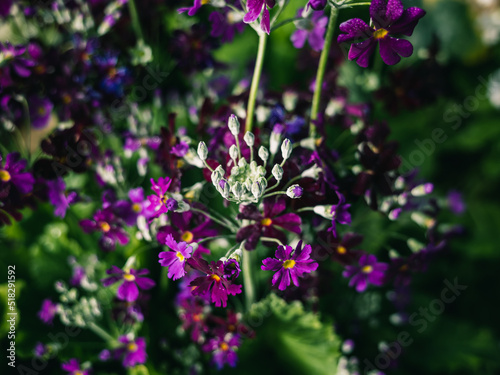 flowers in the garden