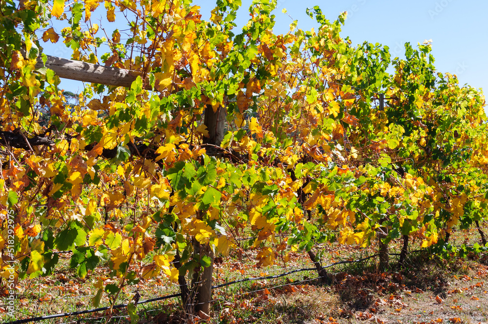 Autumn in Victoria’s cool climate wine region - King Valley, Victoria, Australia