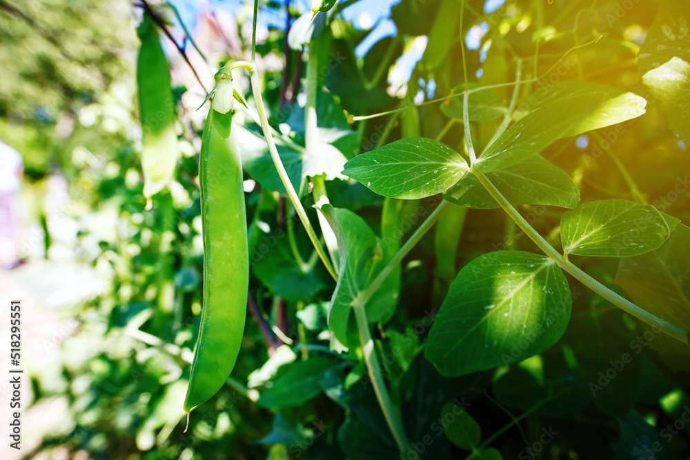 Ripen green peas. Pods of ripening green peas close-up. Green pea pods ripen on bush. Vegetable garden with growing green peas Ripen green peas. Pods of ripening green peas close-up. Green pea pods ripen on bush. Vegetable garden with growing green peas