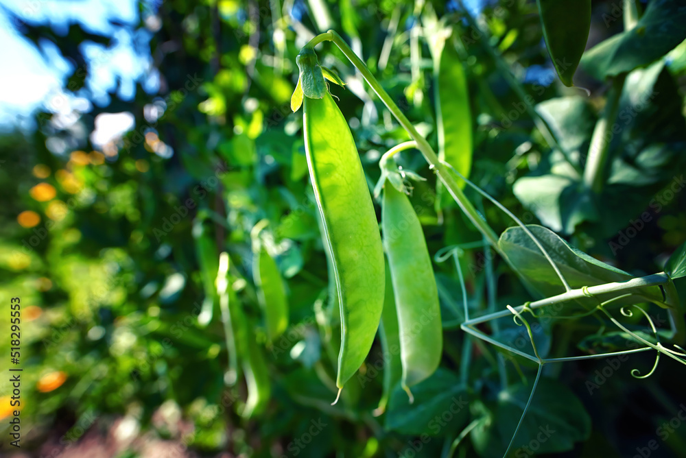 Green pea pods ripen on bush. Vegetable garden with growing green peas. Ripen green peas. Pods of ripening green peas close-up. . Green pea pods ripen on bush. Vegetable garden with growing green peas. Ripen green peas. Pods of ripening green peas close-up. .