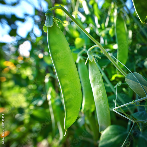 Green pea pods ripen on bush. Vegetable garden with growing green peas. Ripen green peas. Pods of ripening green peas close-up. .