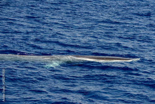fin whale breathing on sea surface photo