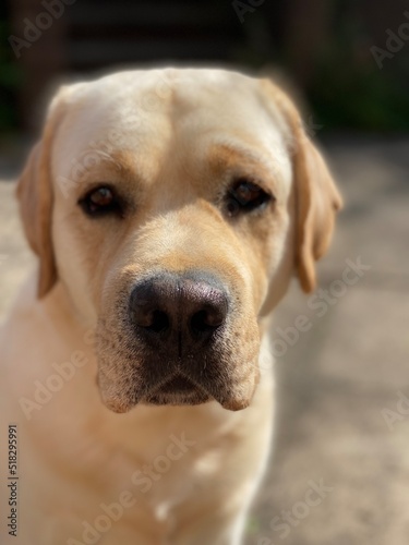 Labrador