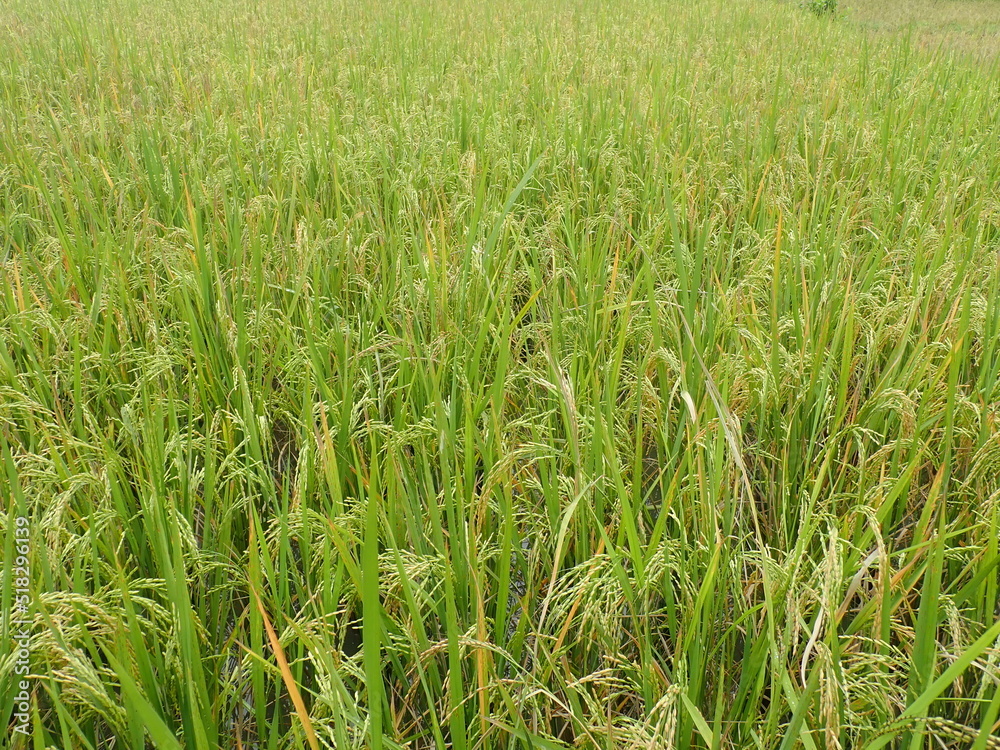 Paddy yellowing, ducking and waving in the rice field or paddy field, ready to harvest.