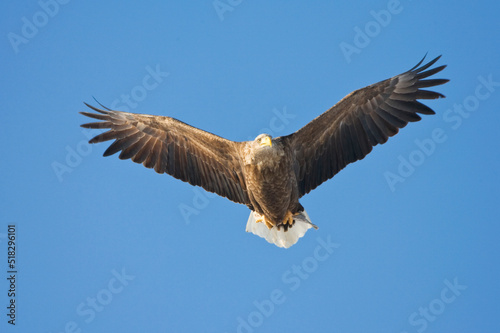 Zeearend volwassen  White-tailed Eagle adult © Marc