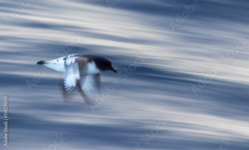 Cape Petrel, Daption capense australe photo