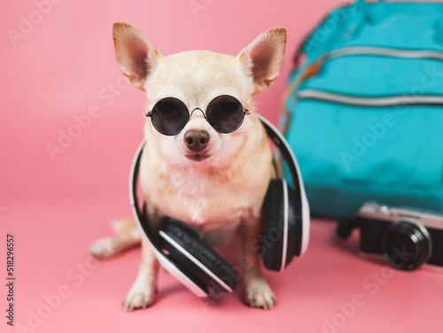 cute brown short hair chihuahua dog wearing sunglasses and headphones around neck, sitting  on pink background with travel accessories, camera and  backpack.