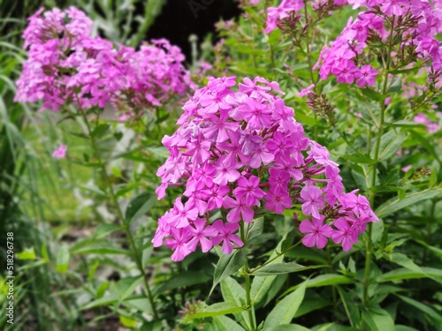 Botanischer Garten Hamburg (LOKI SCHMIDT-GARTEN)