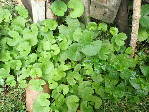Gotu Kola (Centella Asiatica) is a wild plant that grows in plantations, fields, roadsides, and rice fields. sometimes eaten as a vegetable. Efficacious as a traditional medicine for various diseases. photo