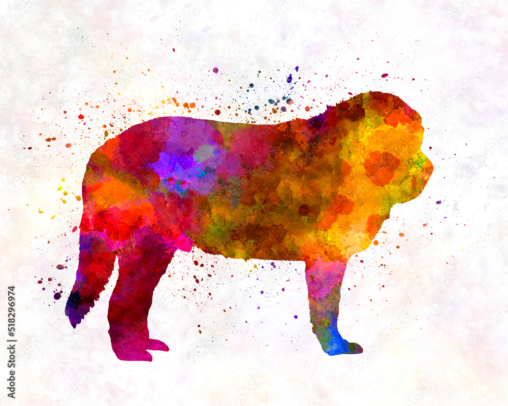 Spanish Mastiff in watercolor
