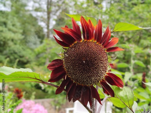 Botanischer Garten Hamburg (LOKI SCHMIDT-GARTEN)