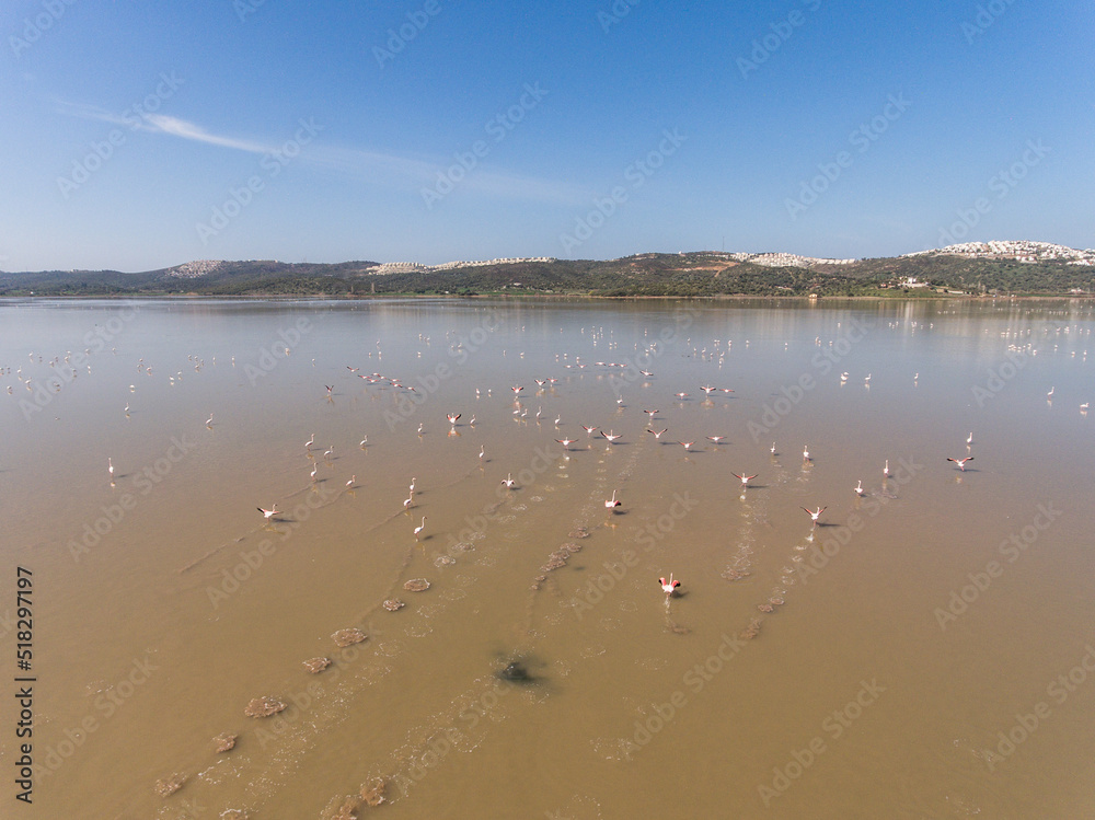 Drone view of group of flamingos Drone view of group of flamingos