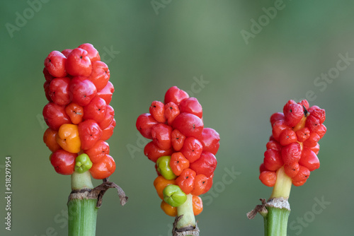 Close-up of three Italian arums (Arum italicum), side by side against a green background. You can clearly see the red berries. photo