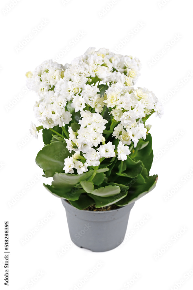 Potted Kalanchoe plant with white blooming flowers on white background