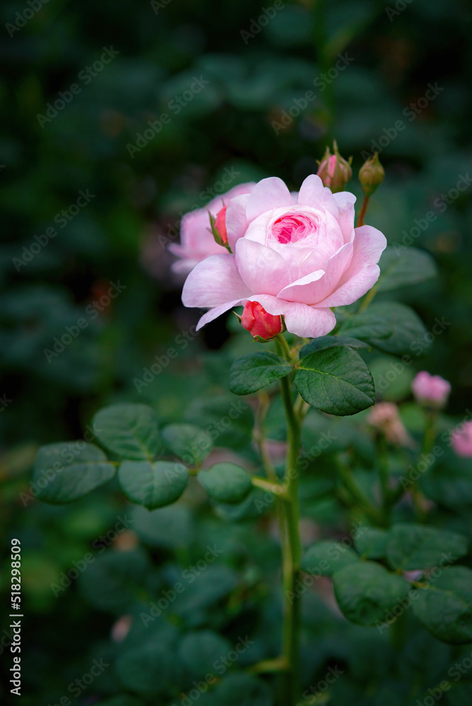 Queen of Sweeden rose blossom in summer