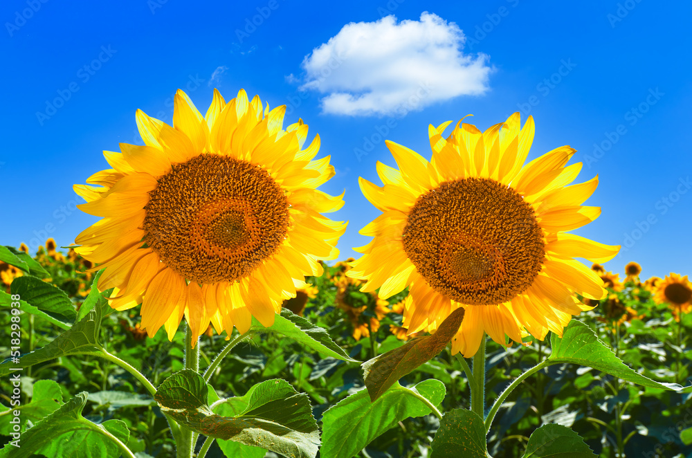 Fototapeta premium Two sunflowers against a blue sky with a white cloud in a bright sunny day. Mariupol region near Sea of Azov, Ukraine