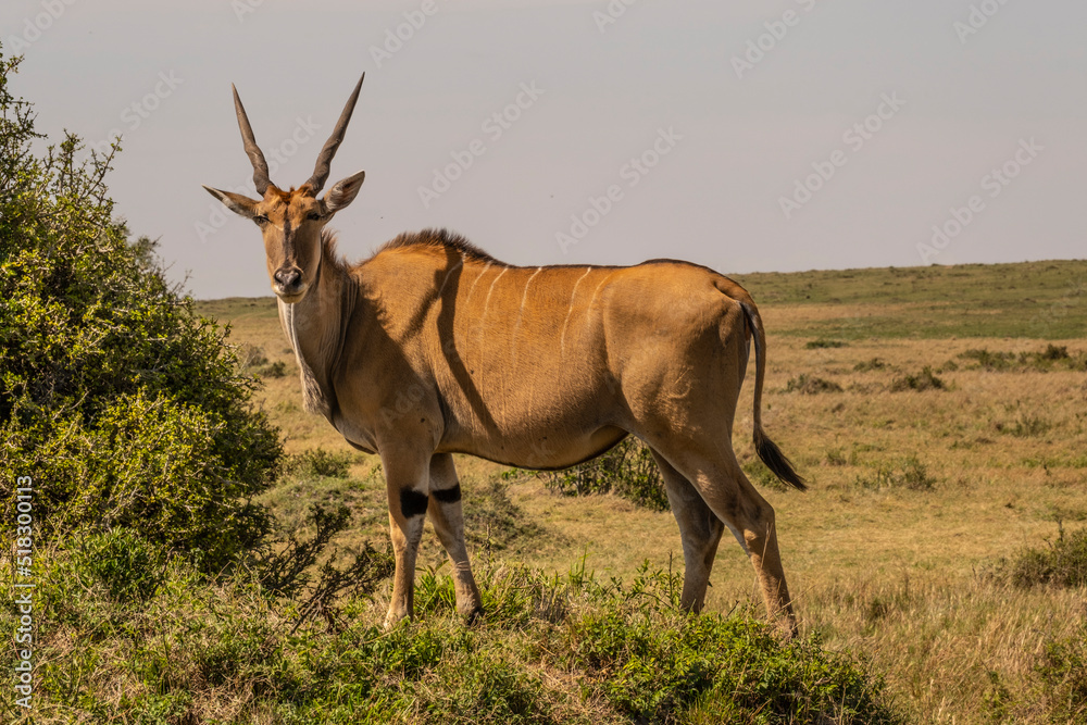 The Greatest Antelope Eland in Masai Mara Game Reserve The Greatest Antelope Eland in Masai Mara Game Reserve
