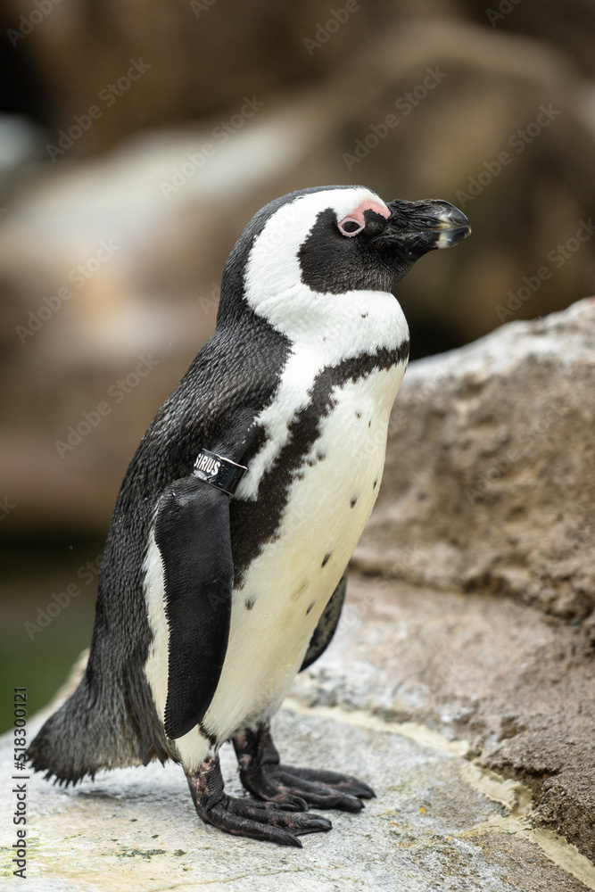 Obraz premium penguin on the rocks