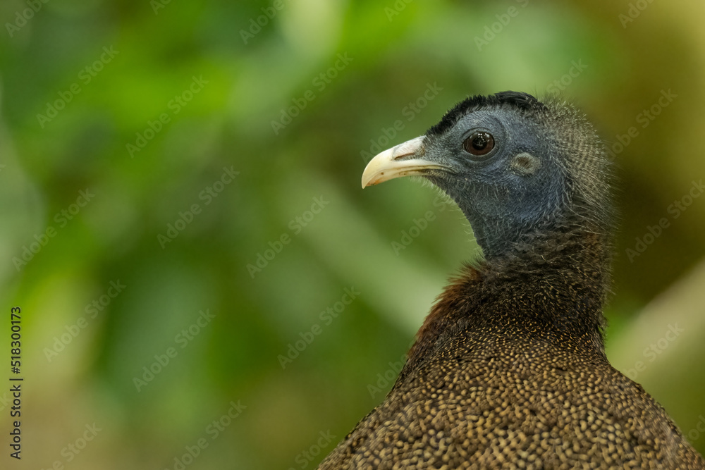 Fototapeta premium close up of a pheasant