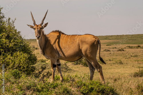 The Greatest Antelope Eland in Masai Mara Game Reserve photo