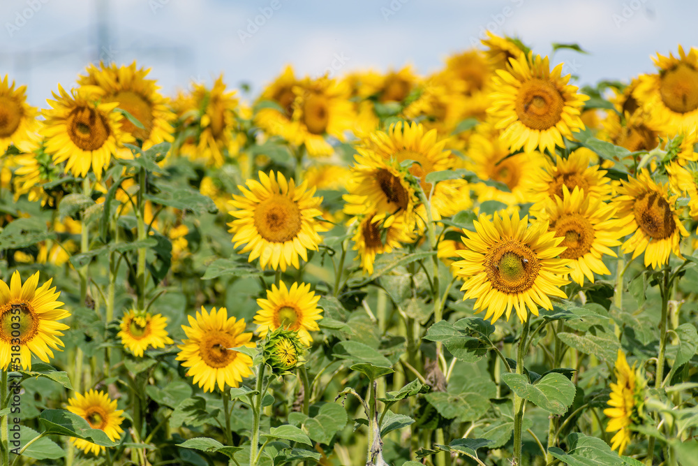sunflower, many, sky sunflower, many, sky