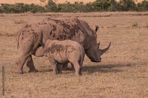 Baby Rhino with The Mother in the Wilderness of Kenya.