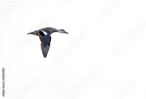 Obraz na plátně Grey Teal, Anas gracilis