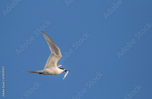 White-fronted Tern, Sterna striata striata