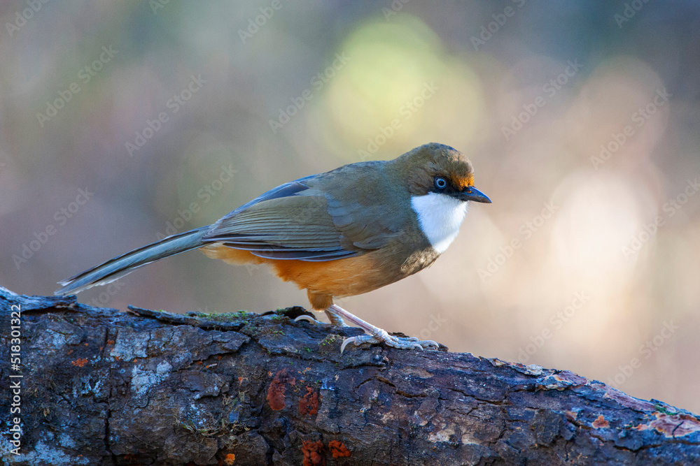 Obraz premium White-throated Laughingthrush, Garrulax albogularis