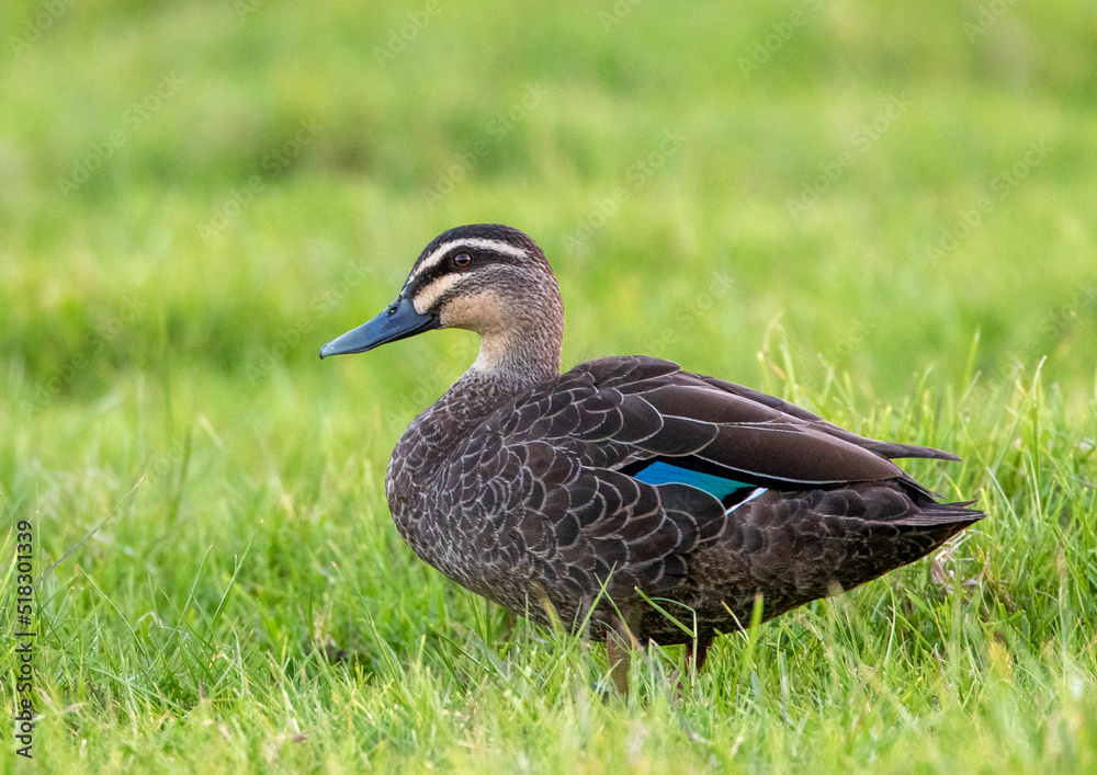 Pacific Black Duck, Anas superciliosa Pacific Black Duck, Anas superciliosa