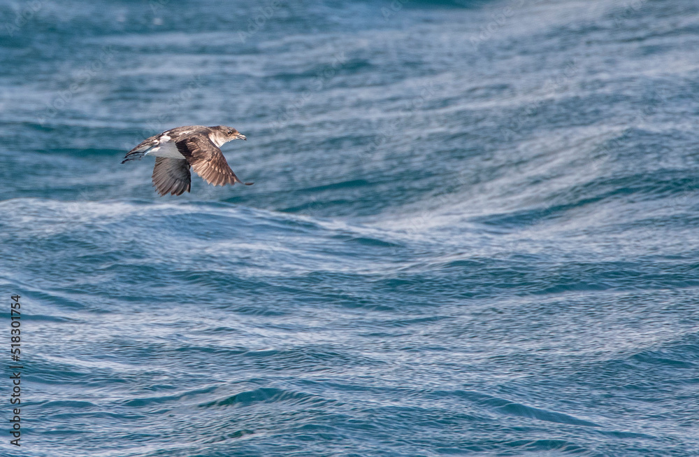 Fototapeta premium Common diving-petrel, Pelecanoides urinatrix urinatrix