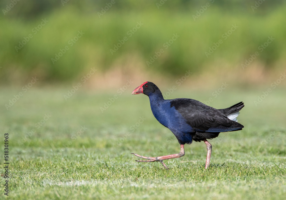 Australian Swamphen, Porphyrio melanotus melanotus Australian Swamphen, Porphyrio melanotus melanotus