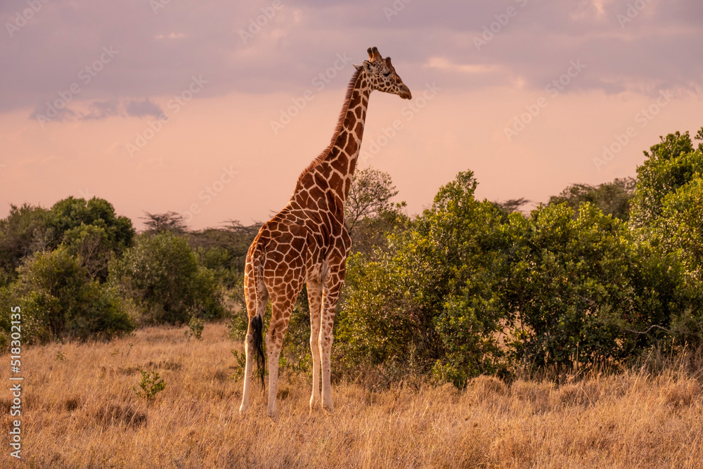 Giraffe in Masai Mara Game reserve of Kenya... Giraffe in Masai Mara Game reserve of Kenya...