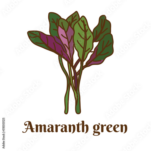 Amaranth green or Chinese spinach Hand drawn flat vector illustration isolated on white background.