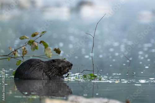 Fototapeta Naklejka Na Ścianę i Meble -  Eurasian beaver (Castor fiber), Carpathians, Bieszczady, Poland.