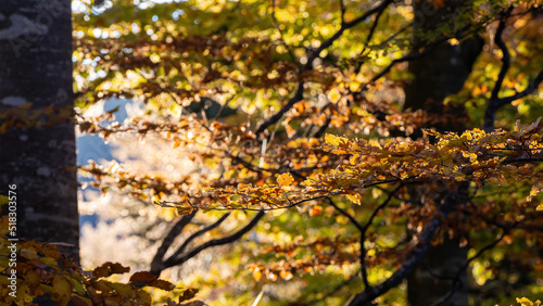 Morning sunlight over a forest branch