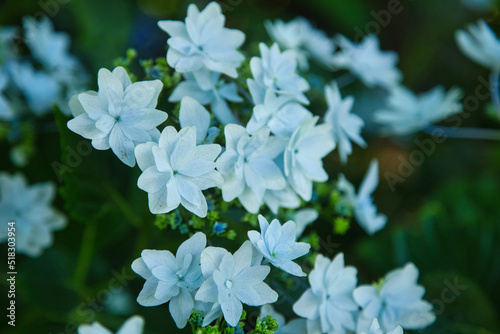 静かに咲く青白いアジサイ
