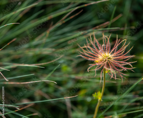 pulsatilla alpina. Alpine flowers.Selective focus