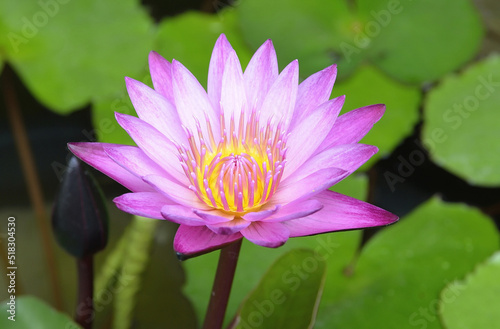 purple lotus or water lily in pond