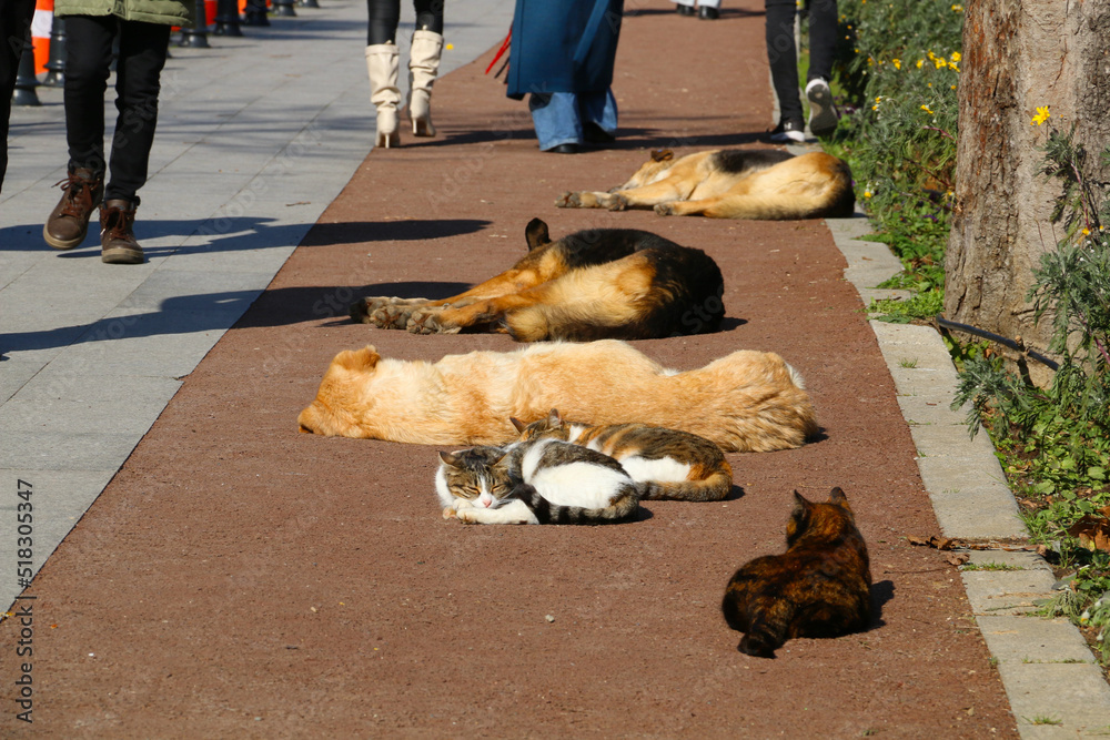 Istanbul: Cute cats and dogs sleeping together on a walking path in Yıldız Park in Beşiktaş
